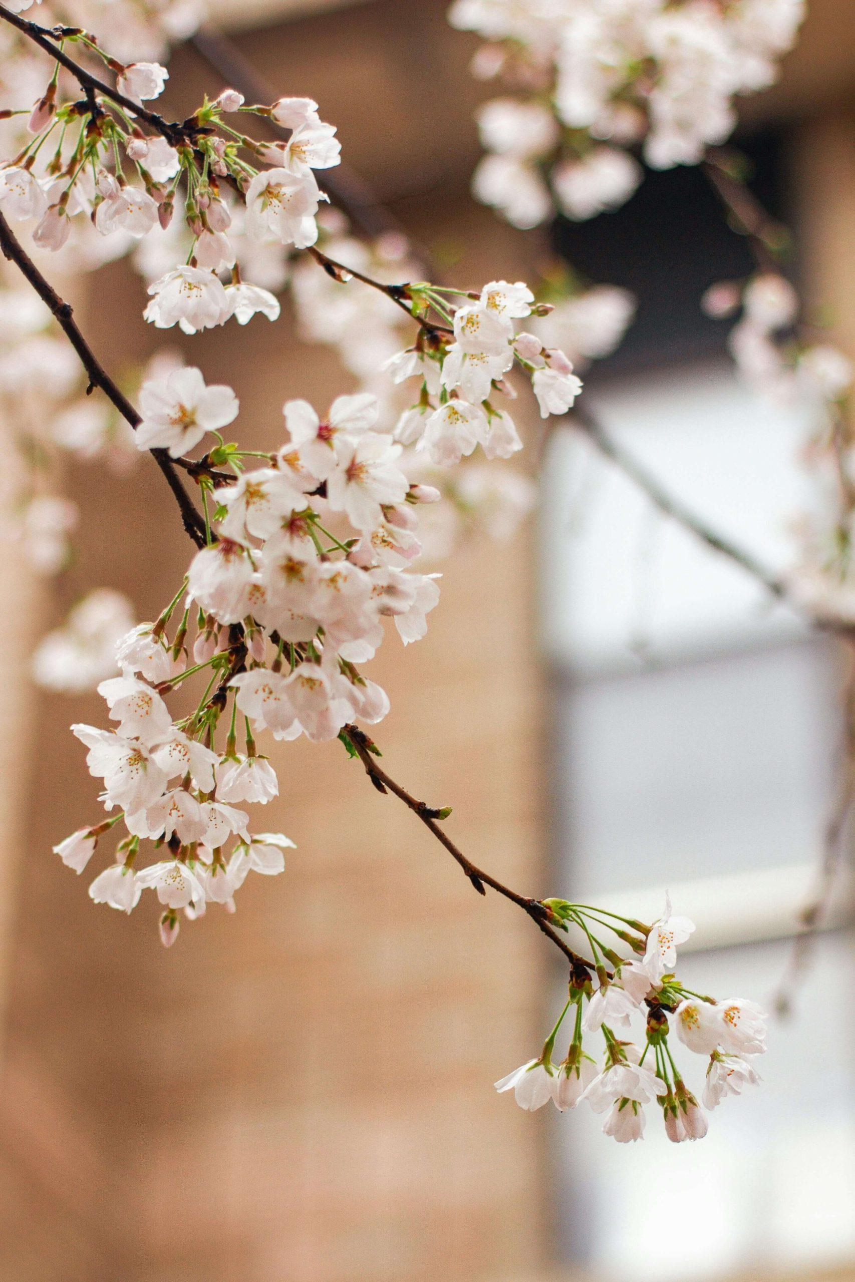 Het Ritueel van de Zeven Sluiers